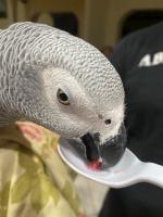 Parrots for sale | African Grey | Macaw Parrots image 3